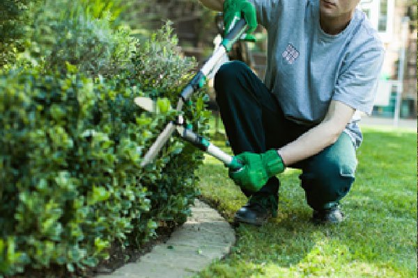 Plant care and gardening solutions India